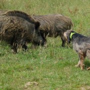 Segugio su Cinghiale - Caccia